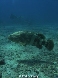 Grouper on "City of Washington" in Key Largo. by Parker Corey 